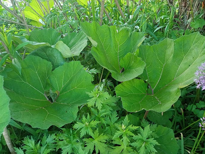 Белокопытник гибридный летом с огромными листьями в саду © blumgarden.ru