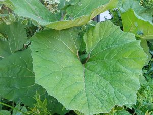 Лист белокопытника гибридного крупным планом © Blumgarden.ru