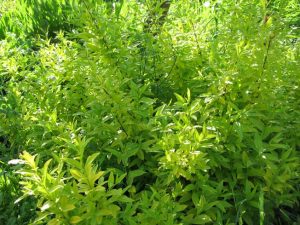 Бирючина Aureum (Ligustrum)