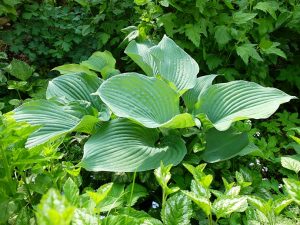 Хоста «Блю Энджел» (Hosta Blue Angel)