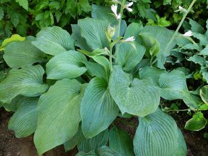 Хоста «Блю Энджел» (Hosta Blue Angel)