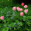 Бруннера сибирская и тюльпаны © blumgarden.ru