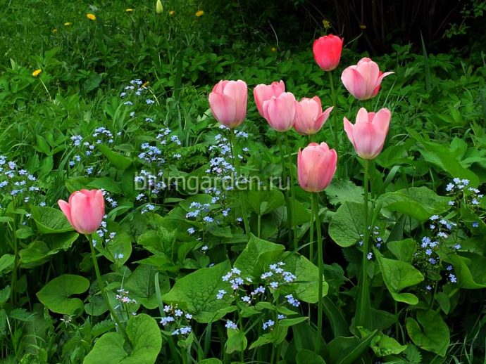 Бруннера сибирская и тюльпаны © blumgarden.ru