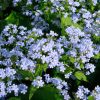 Бруннера сибирская (Brunnera sibirica) © blumgarden.ru