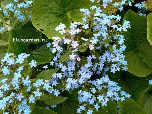 Бруннера сибирская (Brunnera Sibirica)