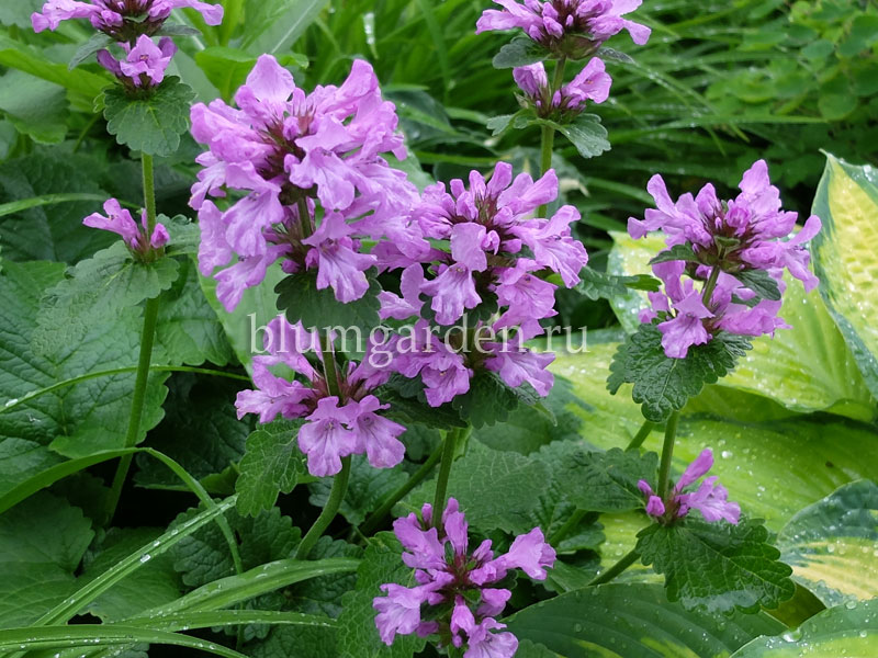 Буквица крупноцветковая (Betonica grandiflora)