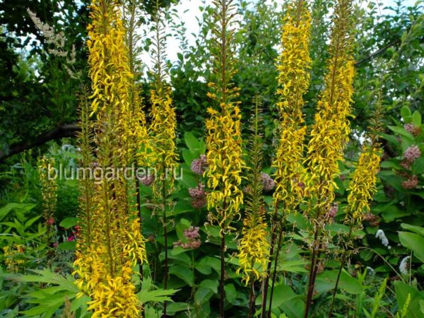 Долгоцветущие многолетники для сада ⋆ blumgarden.ru
