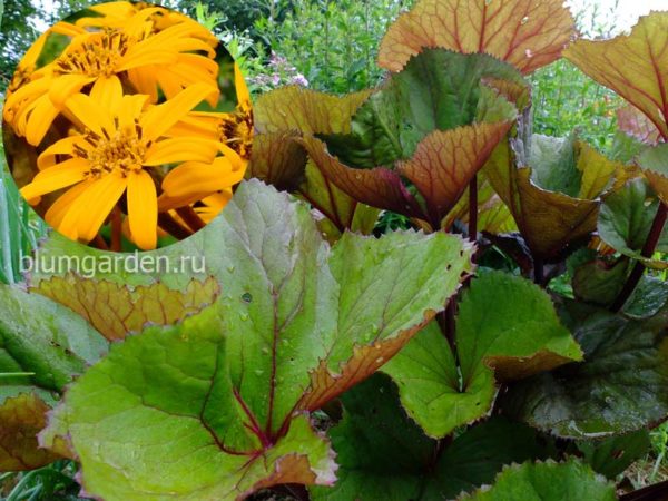 Долгоцветущие многолетники для сада ⋆ blumgarden.ru