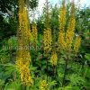 Бузульник Пржевальского (Ligularia przewalskii) © blumgarden.ru