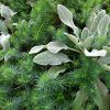 Чистец Овечьи ушки и молочай кипарисовый © blumgarden.ru