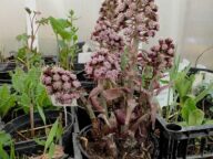 Цветущий саженец белокопытника в горшке весной © Blumgarden.ru