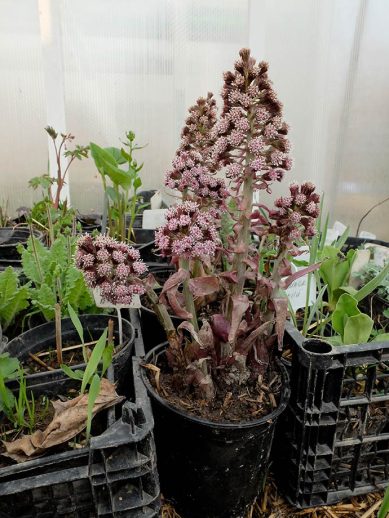 Цветущий саженец белокопытника в горшке весной © blumgarden.ru