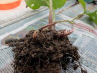 Деленка бруннеры сибирской © Blumgarden.ru