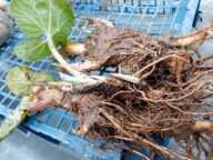 Деленки белокопытника с ОКС весной © Blumgarden.ru