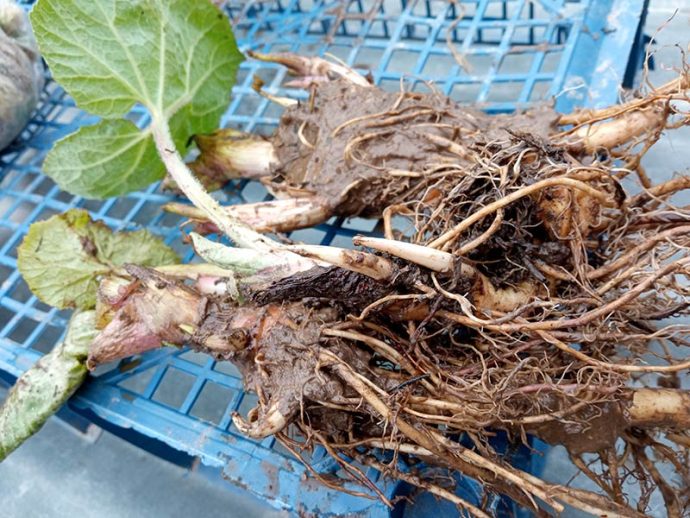 Деленки белокопытника с ОКС весной © blumgarden.ru