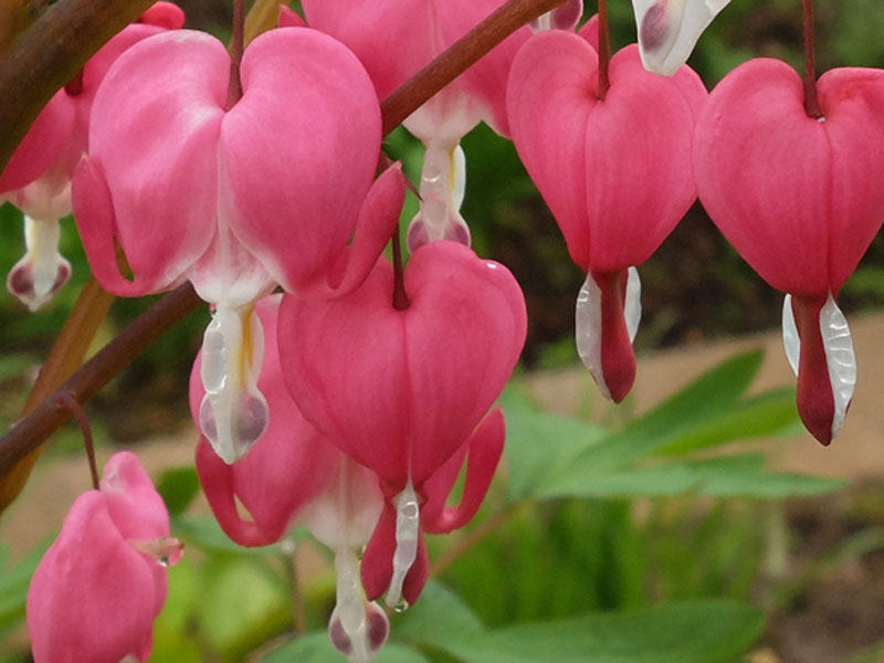 Дицентра великолепная (Dicentra spectabilis)