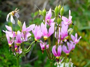 Додекатеон обыкновенный (Dodecatheon meadia) © blumgarden.ru