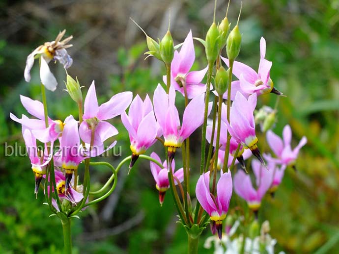 Додекатеон обыкновенный (Dodecatheon meadia)