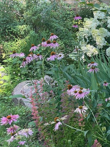 Эхинацея пурпурная и гортензия © blumgarden.ruметельчатая в саду