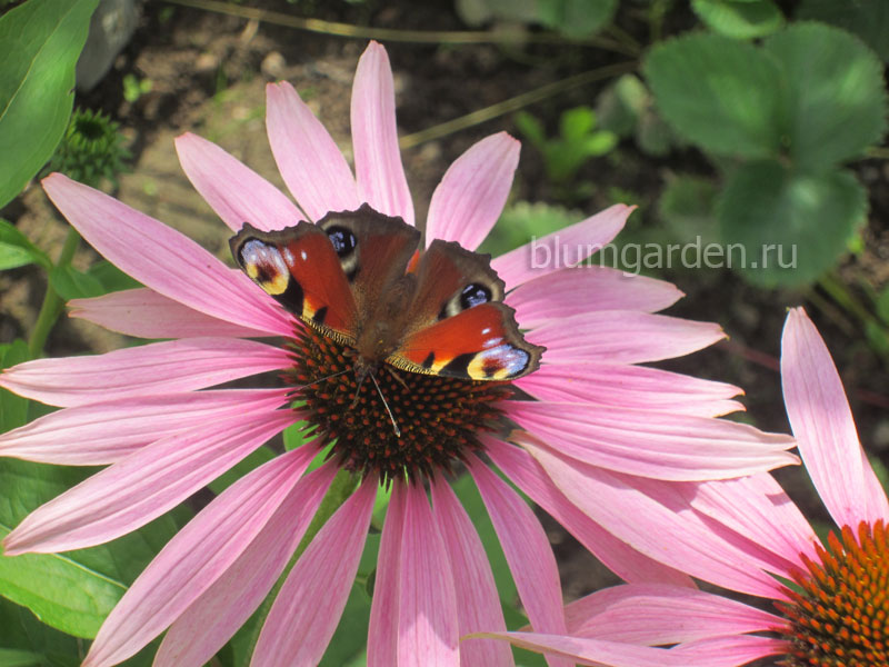 Эхинацея пурпурная и бабочка Павлиний глаз © blumgarden.ru