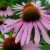 Эхинацея пурпурная (Echinacea purpurea) © blumgarden.ru