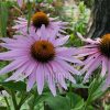 Эхинацея пурпурная (Echinacea purpurea) © blumgarden.ru