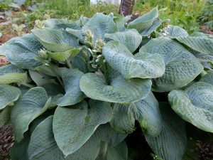 Хоста Зибольда «Элеганс» (Hosta Sieboldiana Elegans)