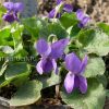 Саженец Фиалка душистая садовая © blumgarden.ru