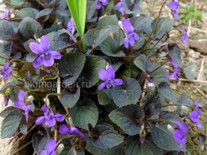 Фиалка лабрадорская (Viola Labradorica)