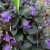 Фиалка лабрадорская (Viola labradorica) © blumgarden.ru