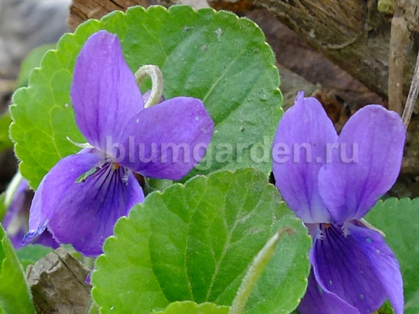Садовая Фиалка Многолетняя Фото Садовая Фиалка Многолетняя Фото