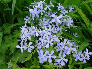 Флокс весенний растопыренный (Phlox Divaricata)