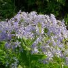 куст цветущего флокса растопыренного © blumgarden.ru