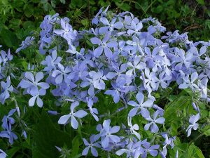 Флокс весенний растопыренный (Phlox Divaricata)