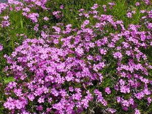 Флокс шиловидный (Phlox Subulata)