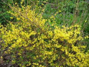 Форзиция (Forsythia)