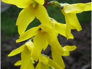 Цветок форзиция (Forsythia) © Blumgarden.ru