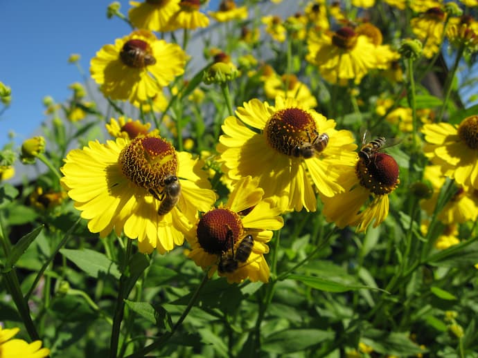 Несколько пчёл одновременно на цветках гелениума осеннего жёлтого — активный сбор нектара и пыльцы, август © blumgarden.ru