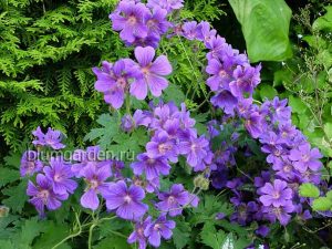 Герань грузинская (Geranium ibericum) © blumgarden.ru