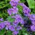Герань грузинская (Geranium ibericum) © blumgarden.ru