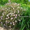 Цветущая герань Элизабет Энн и лилейник - контрасты в саду © blumgarden.ru