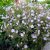Герань пятнистая Элизабет Энн (Geranium maculatum Elizabeth Ann) © blumgarden.ru