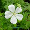 Geranium sanguineum © blumgarden.ru