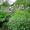 Герань кроваво-красная Альбум © blumgarden.ru