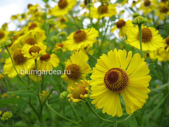 Гелениум осенний желтый © blumgarden.ru