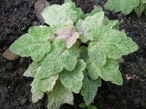 Тиарелла «Херонсвуд Мист» (Tiarella Heronswood Mist)
