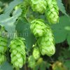 Хмель обыкновенный © blumgarden.ru
