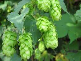 Хмель обыкновенный © Blumgarden.ru