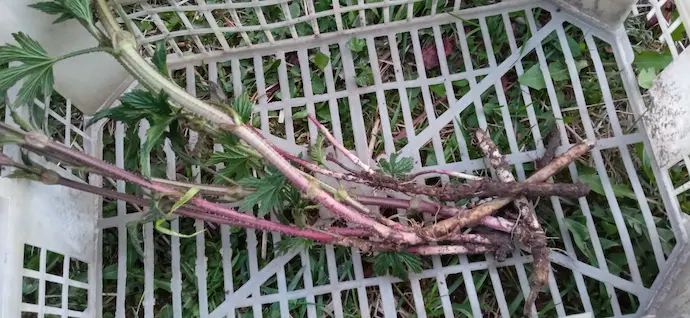 Корневища хмеля обыкновенного с молодыми ростками — посадочный материал с ОКС