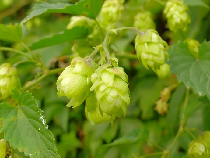 Шишки хмеля обыкновенного (Humulus lupulus) на ветке — зрелые соплодия крупным планом